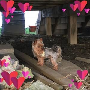 Meet your Posher, Carol